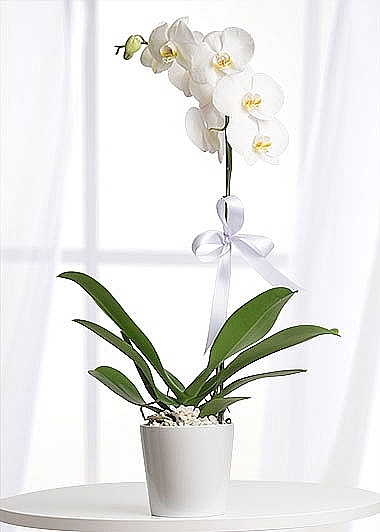 Aynı Gün Teslimat Beyazlım/tek dal beyaz orkide